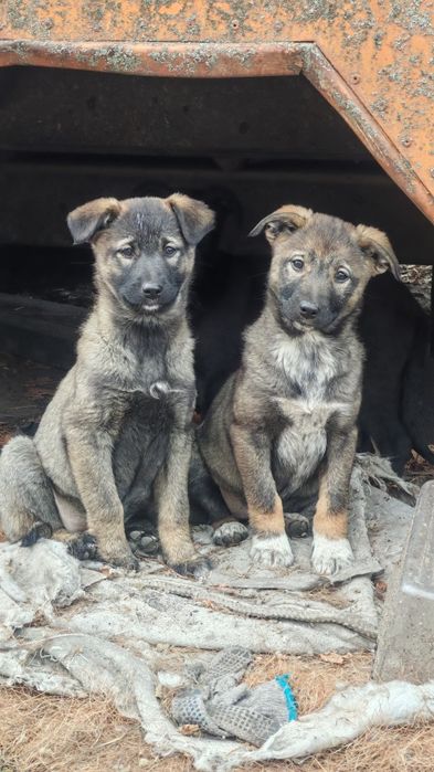 Нужен дом и семья