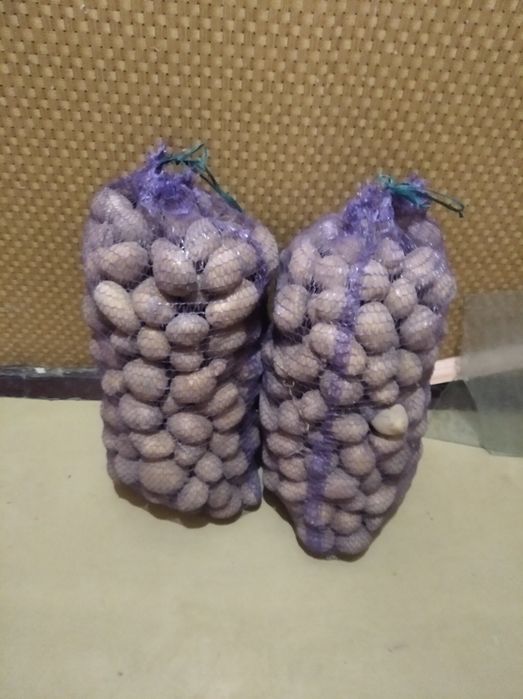 Картошка домашняя