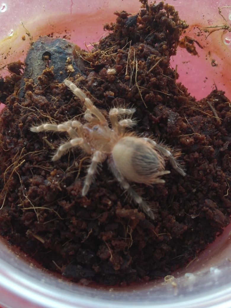 Acanthoscurria geniculata L.6