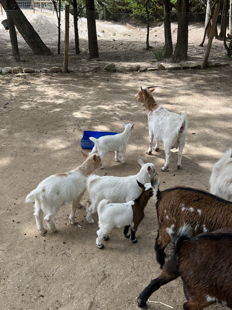 Cabras anãs muito meigas