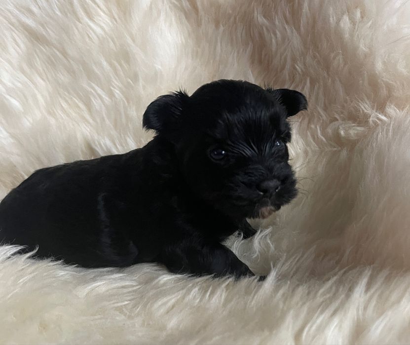 Yorkshire terrier sunia czarna