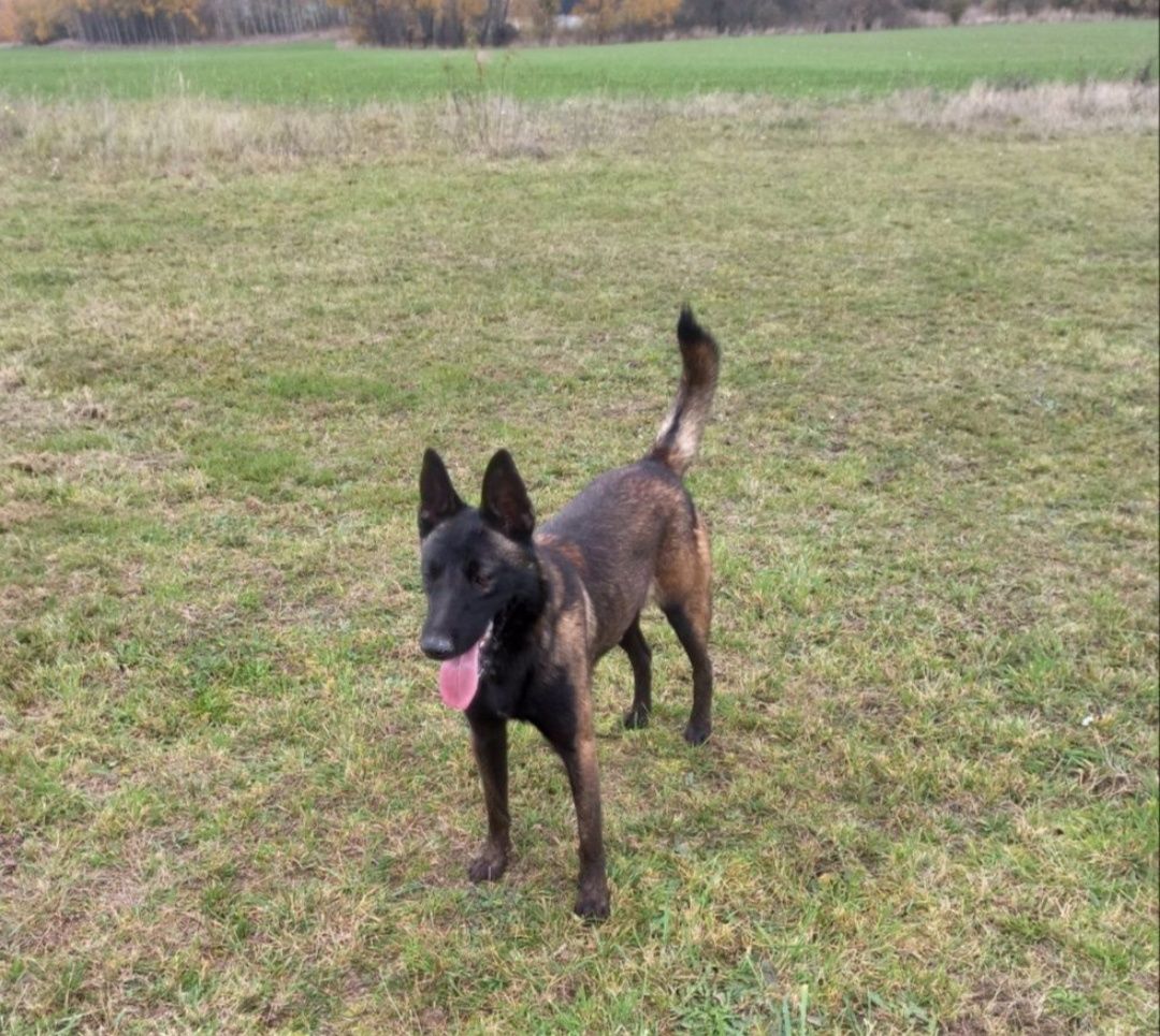 Owczarek belgijski malinois fci