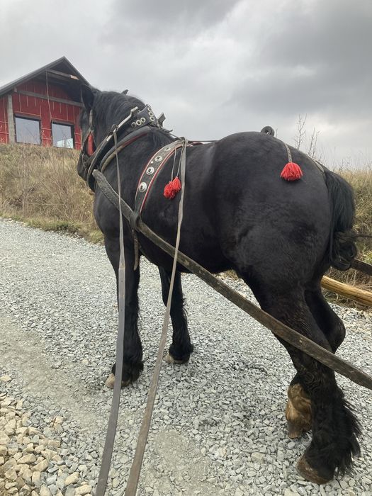 Sprzedam ogiera zimnokrwistego