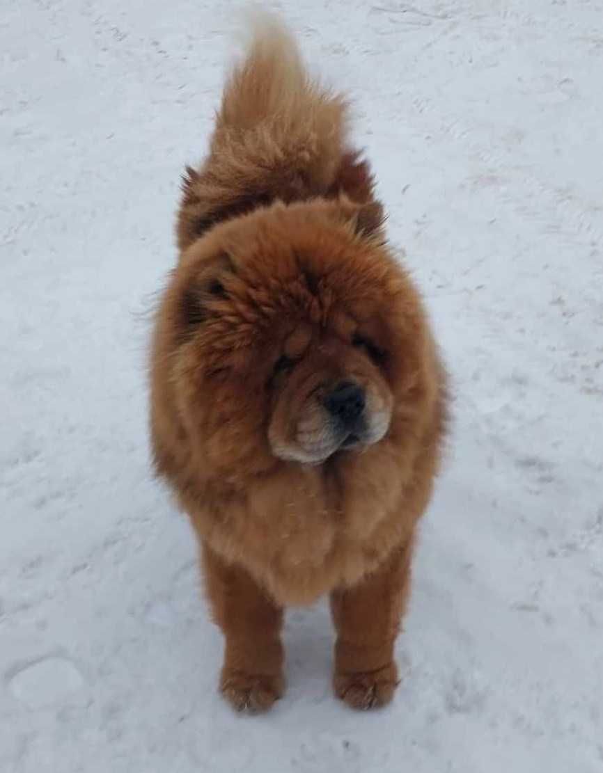 Chow chow ruda suczka ZKwP