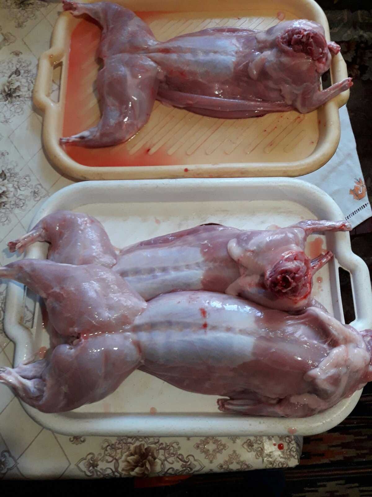 Мясо кролика і живі
