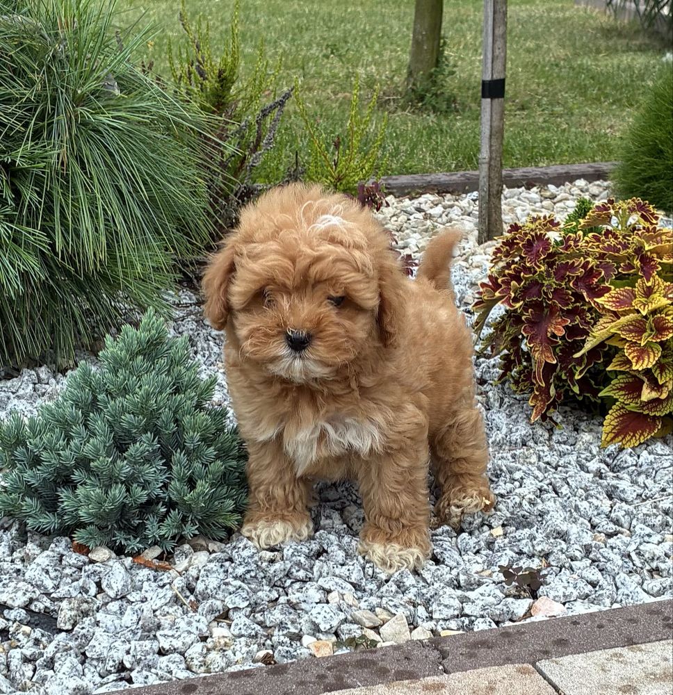 Maltipoo F1b super piesek