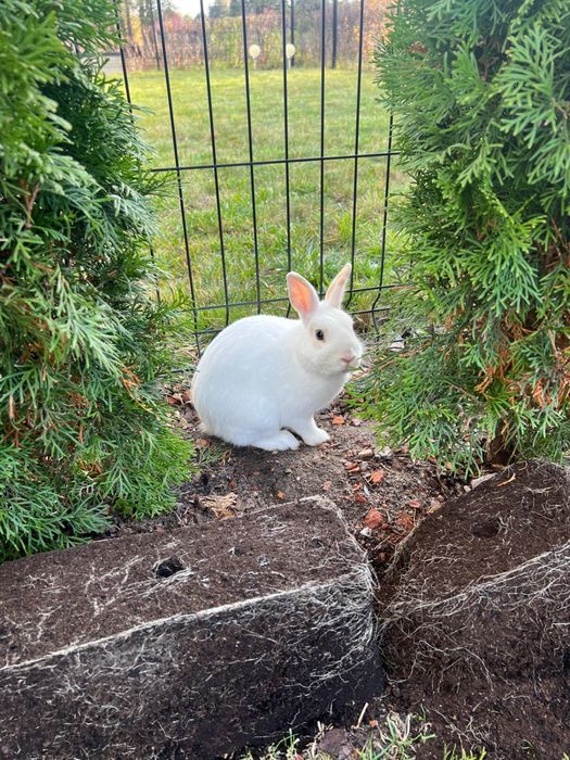 Królik miniaturka z klatką – tylko 100 zł razem!