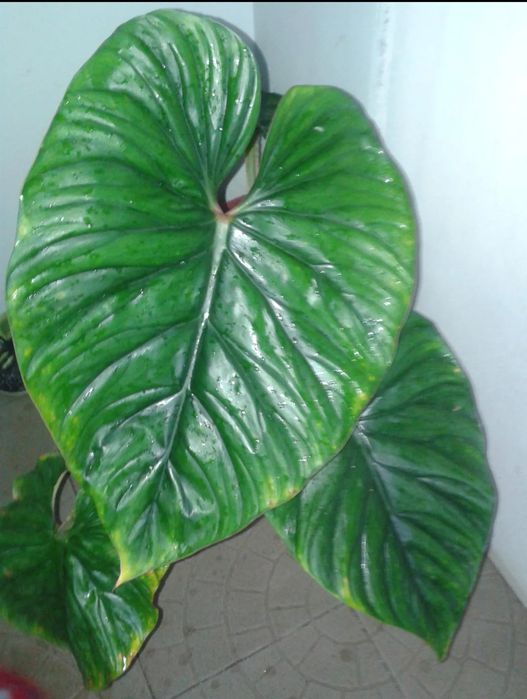 Филодендрон Пловмоні