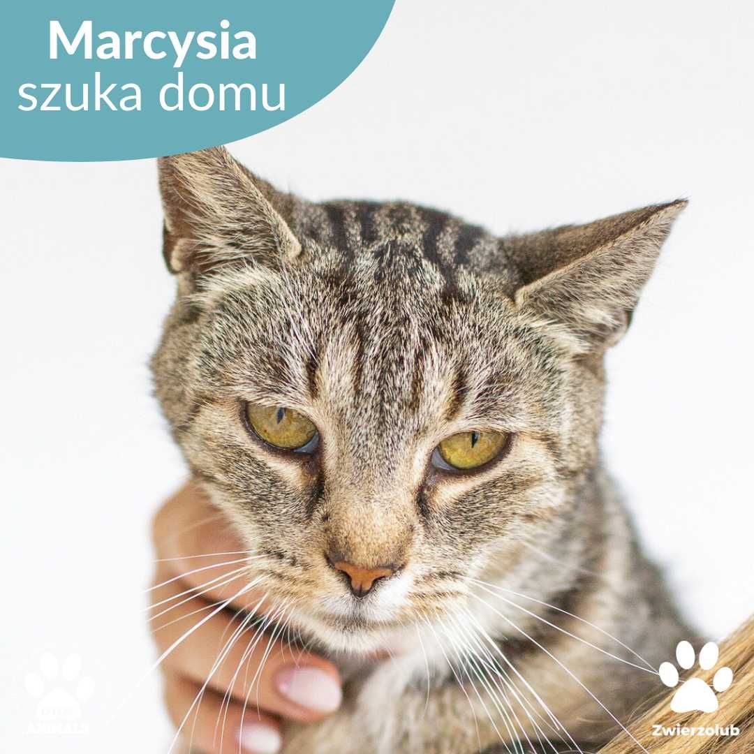 Tulaśna kotka Marcysia szuka domu!
