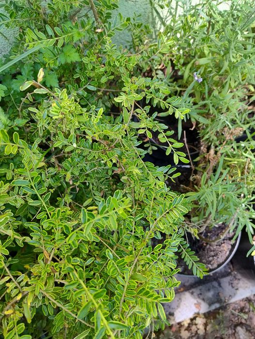 Krzewy do ogrodu nadwyżki