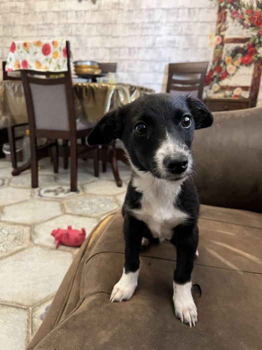 Віддам собаку в добрі руки.