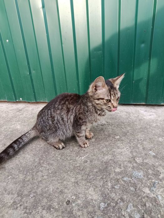 Кошеня в добрие руки.