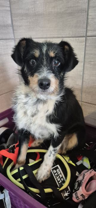 Suczka około dwa lata