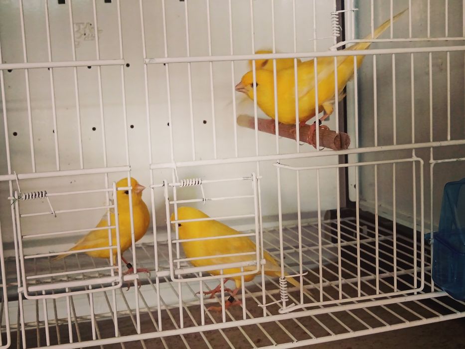 Disponíveis várias cores