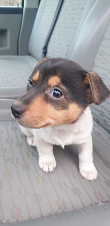 Szczeniak Jack Russell Terrier