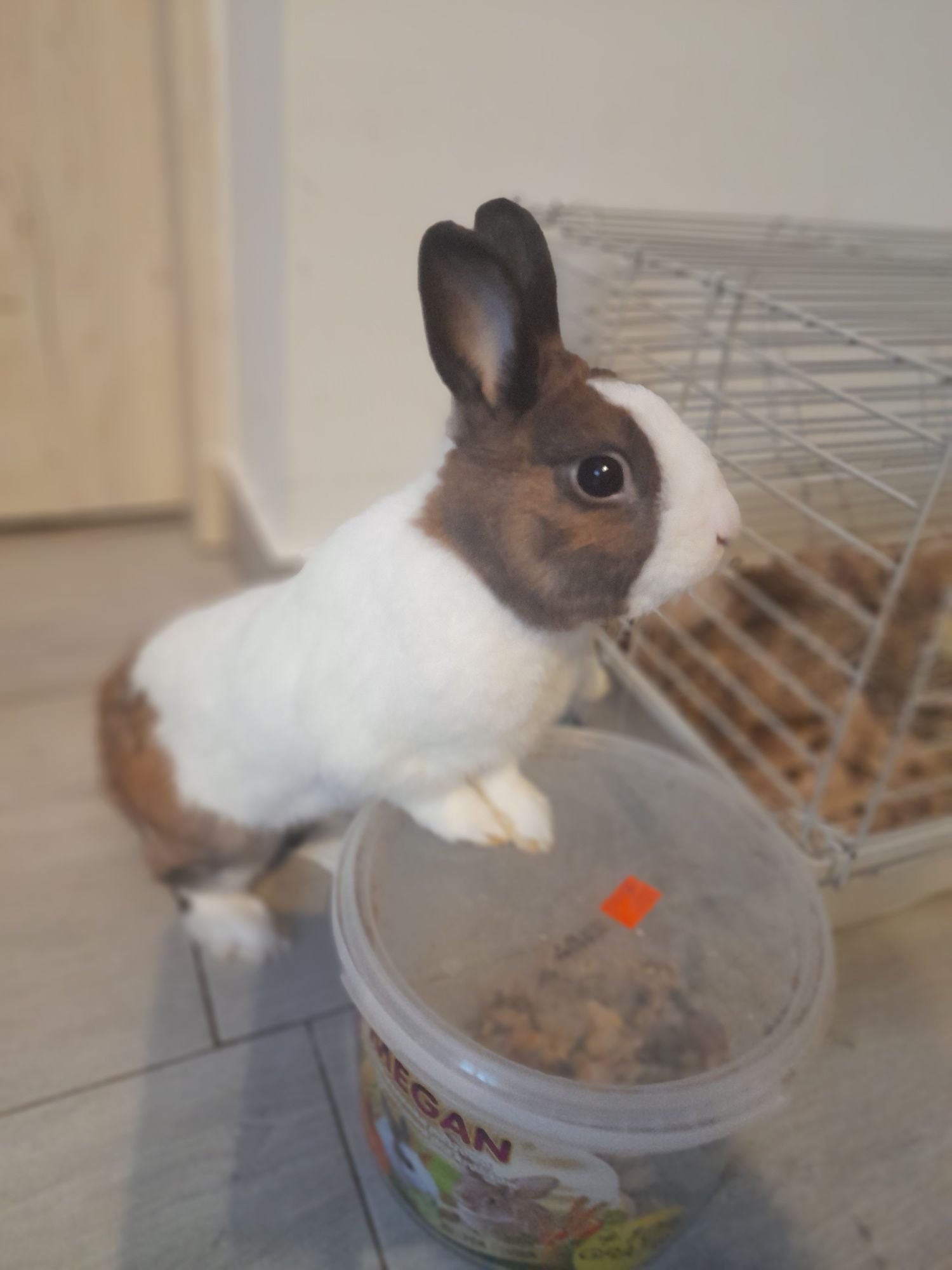 Króliczek miniaturka
