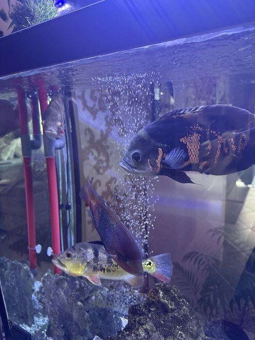 Ciclideos Americanos, adultos