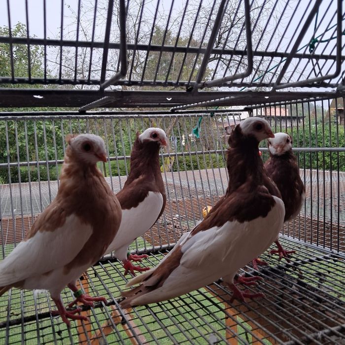 gołębie koroniarz sercaty