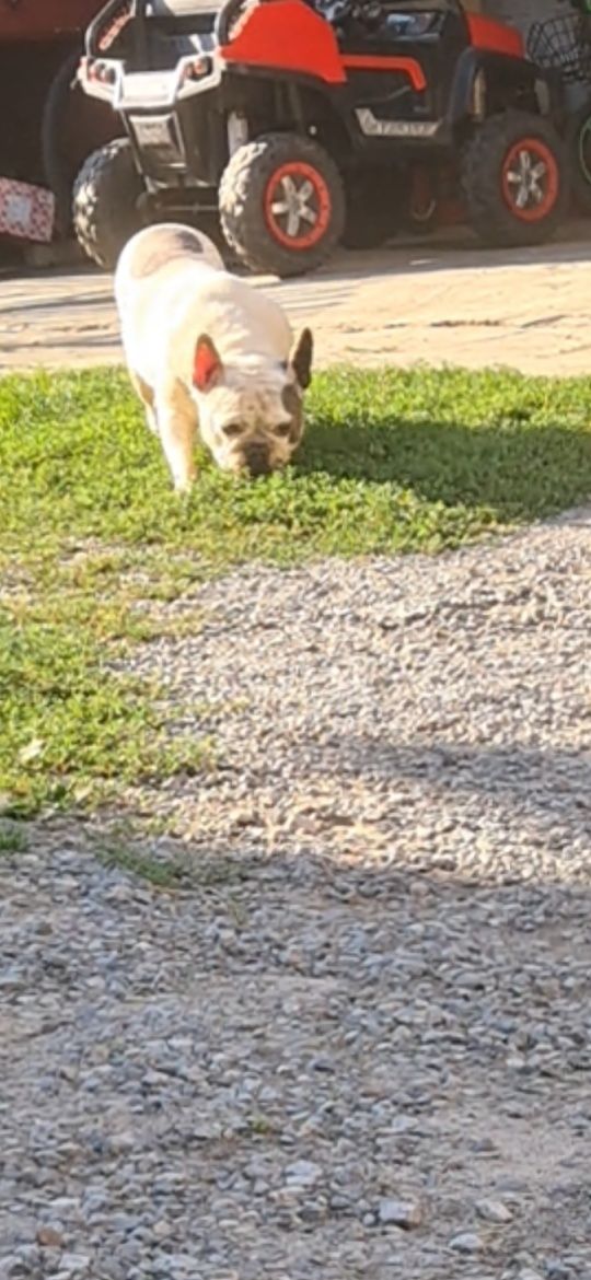 Buldog francuski oddam w dobre ręce za darmo