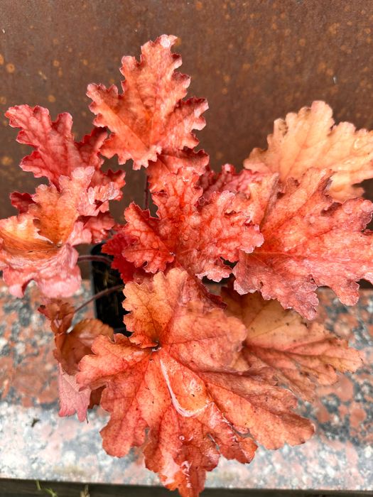 Гейхера арабіка, фореве ред