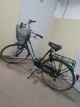 Rower holenderski Pointer