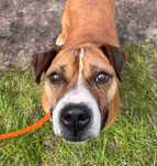 Do adopcji Mooser, pies w typie amstaffa TTB Poznań