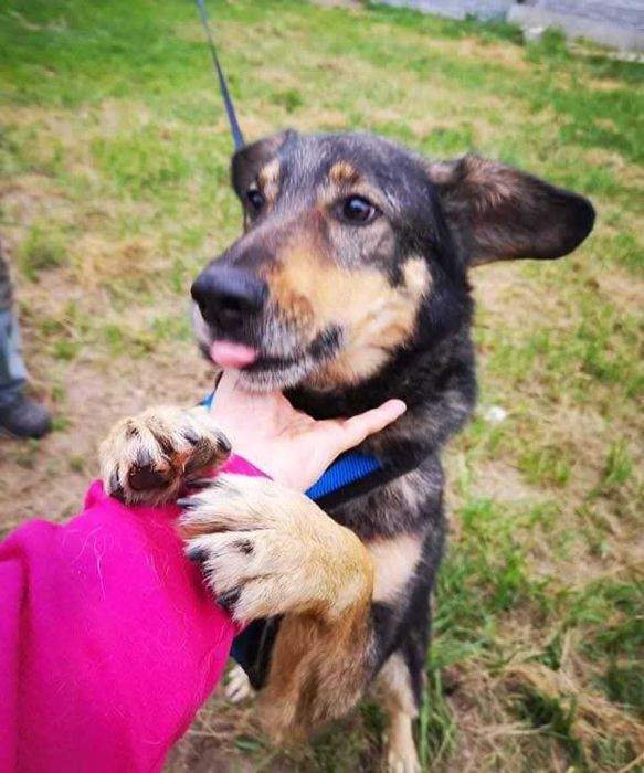 Uroczy Kundelek czeka na Ciebie