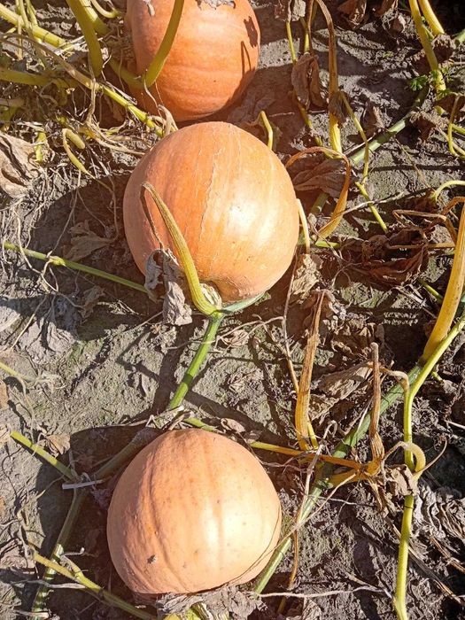 Sprzedam Świeżą Dynie Otylia Bambino Duża ilość Hurt Detal niska cena
