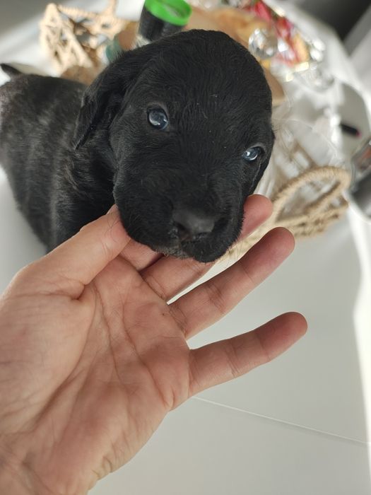 Oddam szczeniaki w dobre ręce!
Do pokochania czekają urocze maluchy po