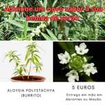 Aloysia polystachya (Burrito) de cultura biológica
