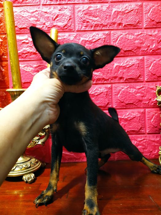 Профессиональный питомникFCI/КСУ!Девочка и мальчик12недель!Чип,привиты