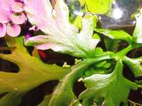 Roślinka do akwarium, paproć wodna, ceraropteris cornuta