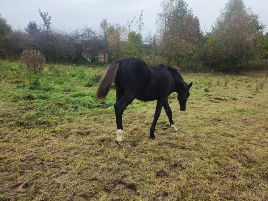 Sprzedam ogierka śląskiego