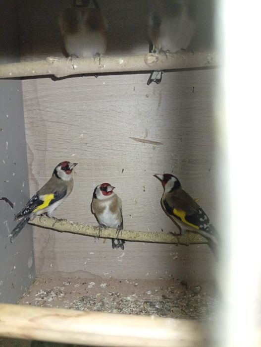 Criador número 562598