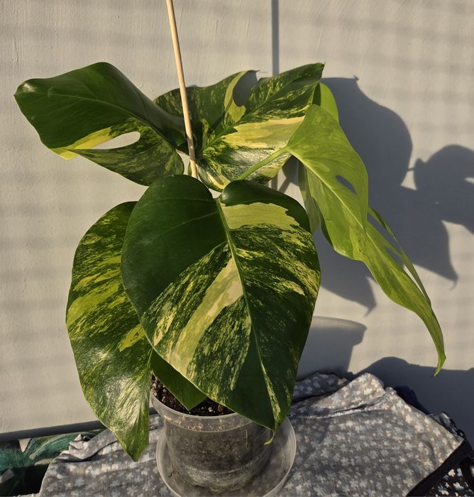 Monstera Aurea Marmorata