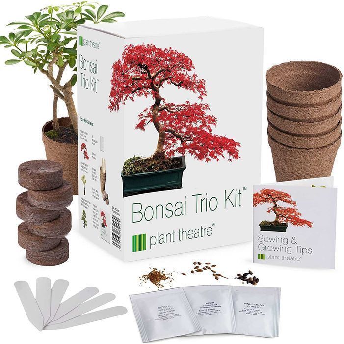 Kit de germinação de bonsai