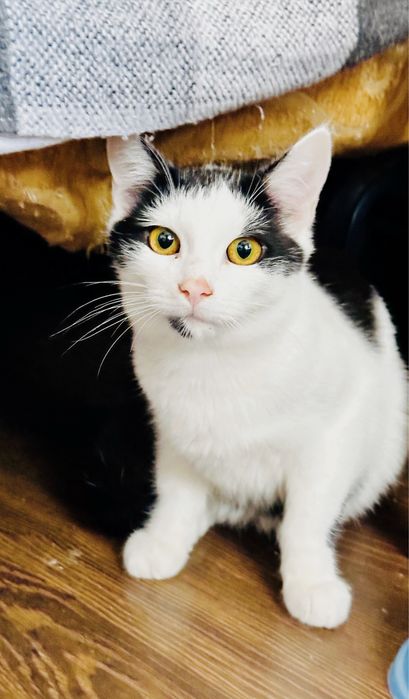 Котенок 3 месяца девочка