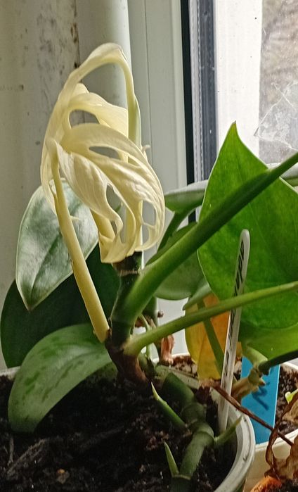 Монстера адансони вариегатная. Монстера домашняя.