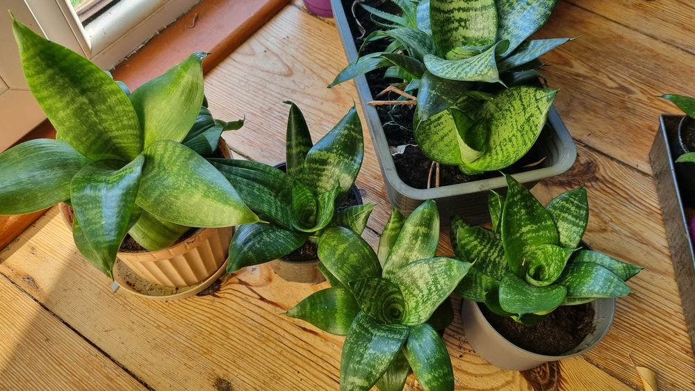 kwiaty sansewieria