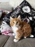 Kotka rasy Maine Coon