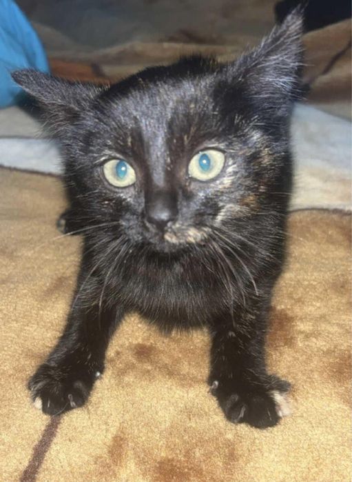 Szylkretka szuka domu