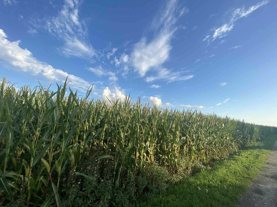 Kukurydza na kiszonkę, 6000zł/1ha