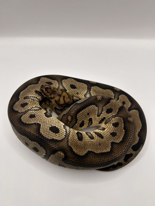 Węże domowe zamiana za zbożowe gekony lamparcie