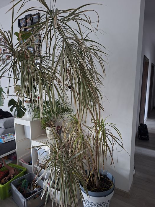 Kwiat Dracena ponad 2m