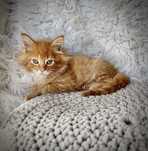 Maine Coon kocurek rudy