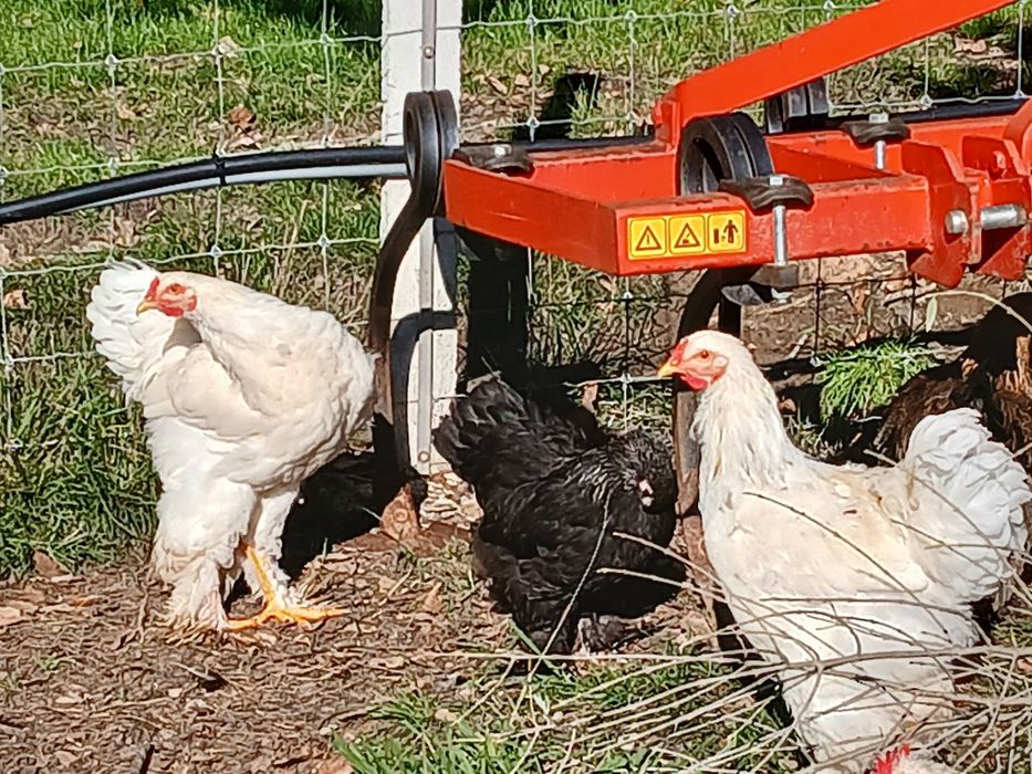 Frangos Brahma puros