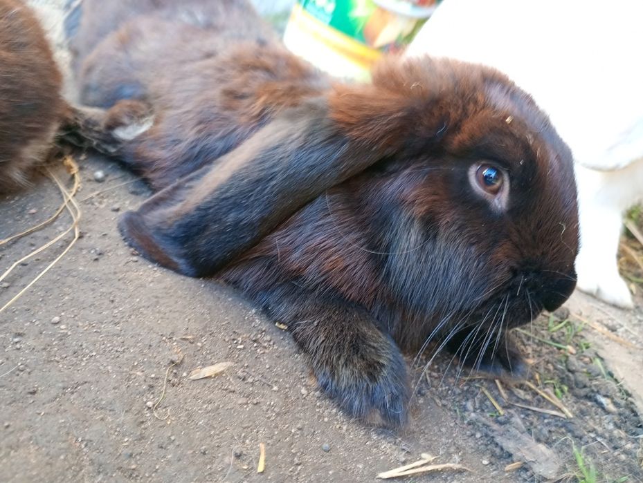 Barany francuskie królik