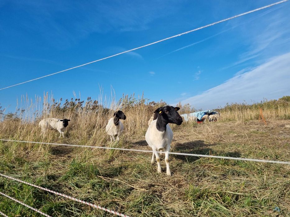 Owieczki dorper 100%