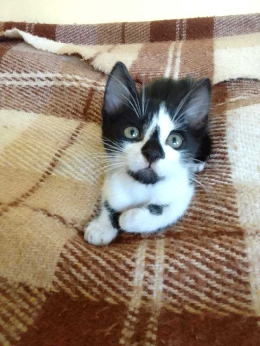 Котята кошечки котики бесплатно отдам