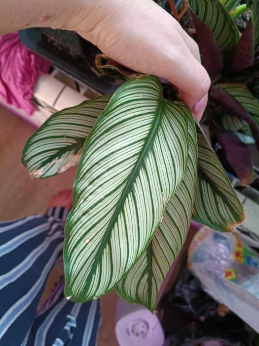 calathea kalathea majestica white star